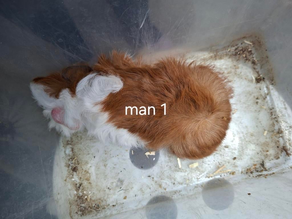Mannen cavia's, Dieren en Toebehoren, Maart, Cavia
