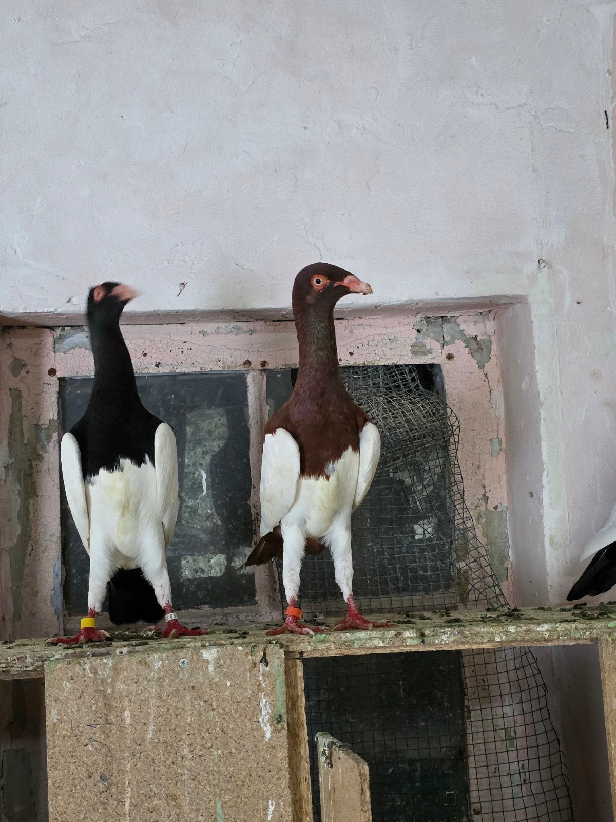 moi duiven te koop, Dieren en Toebehoren