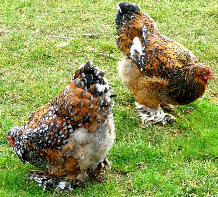 Brahma oeufs fécondés à incuber porcelaine, Animaux & Accessoires, Envoi, Neuf