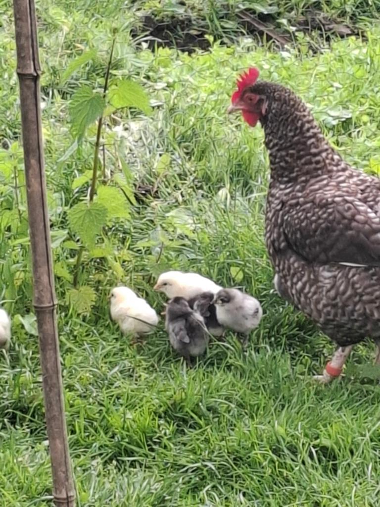 Poules avec leurs poussins, Animaux & Accessoires