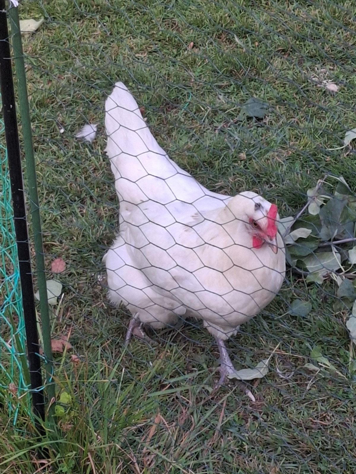 araucana, Animaux & Accessoires