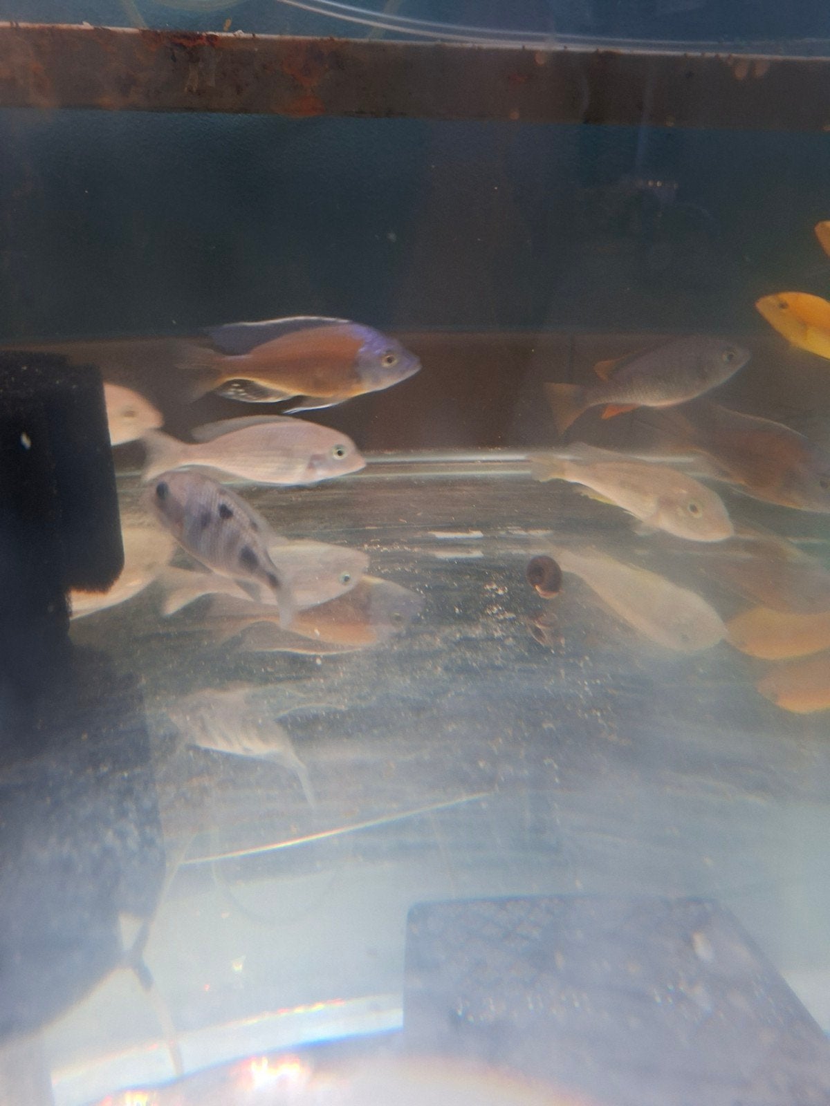 Cichlides malawi copadichromis borely