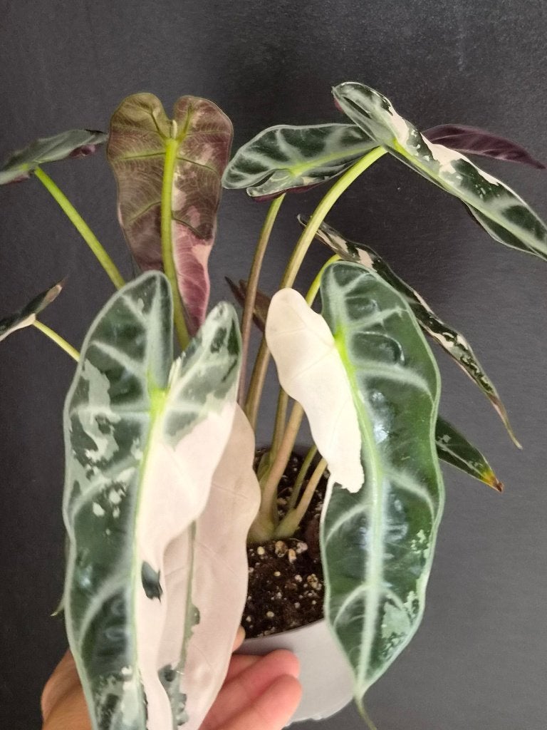 Alocasia Bambino Pink groot, Ophalen of Verzenden