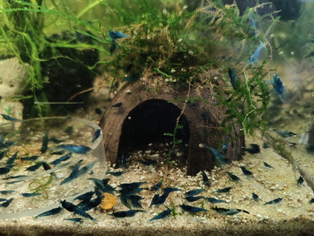 Neocaridina garnalen Blue dream, Dieren en Toebehoren, Kreeft, Krab of Garnaal, Zoetwatervis