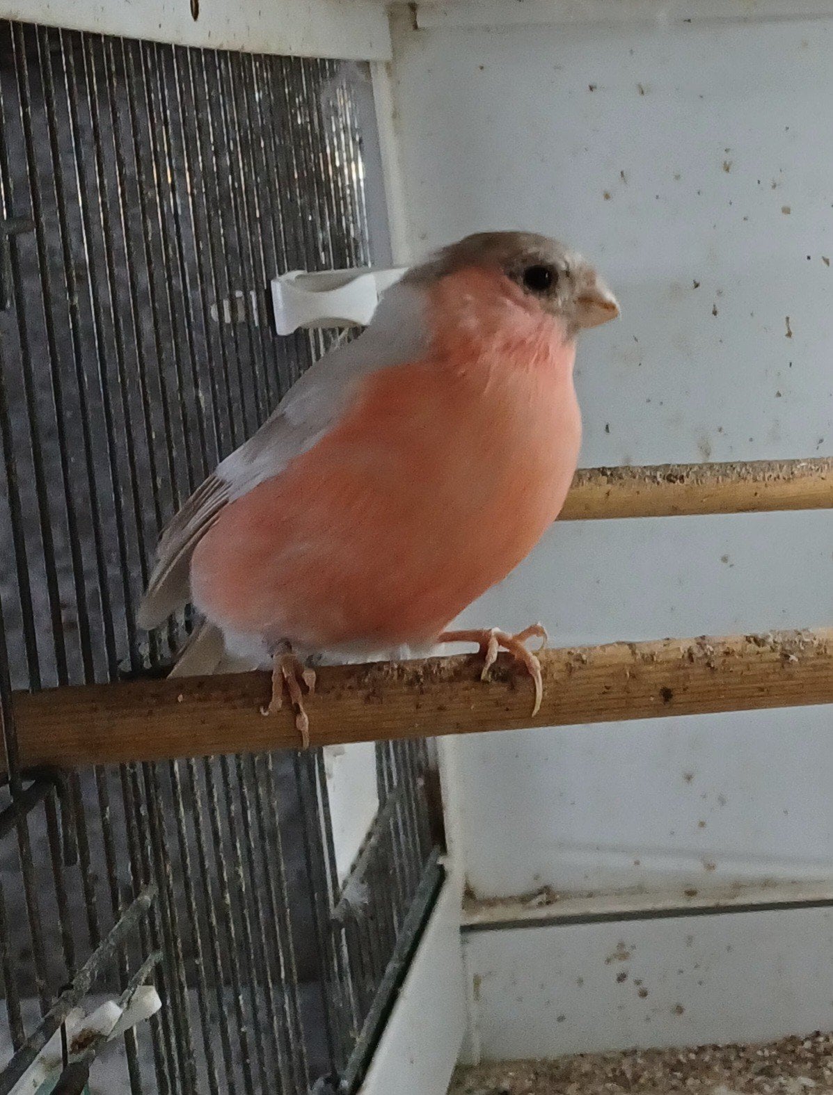 noorse goudvinken, Dieren en Toebehoren