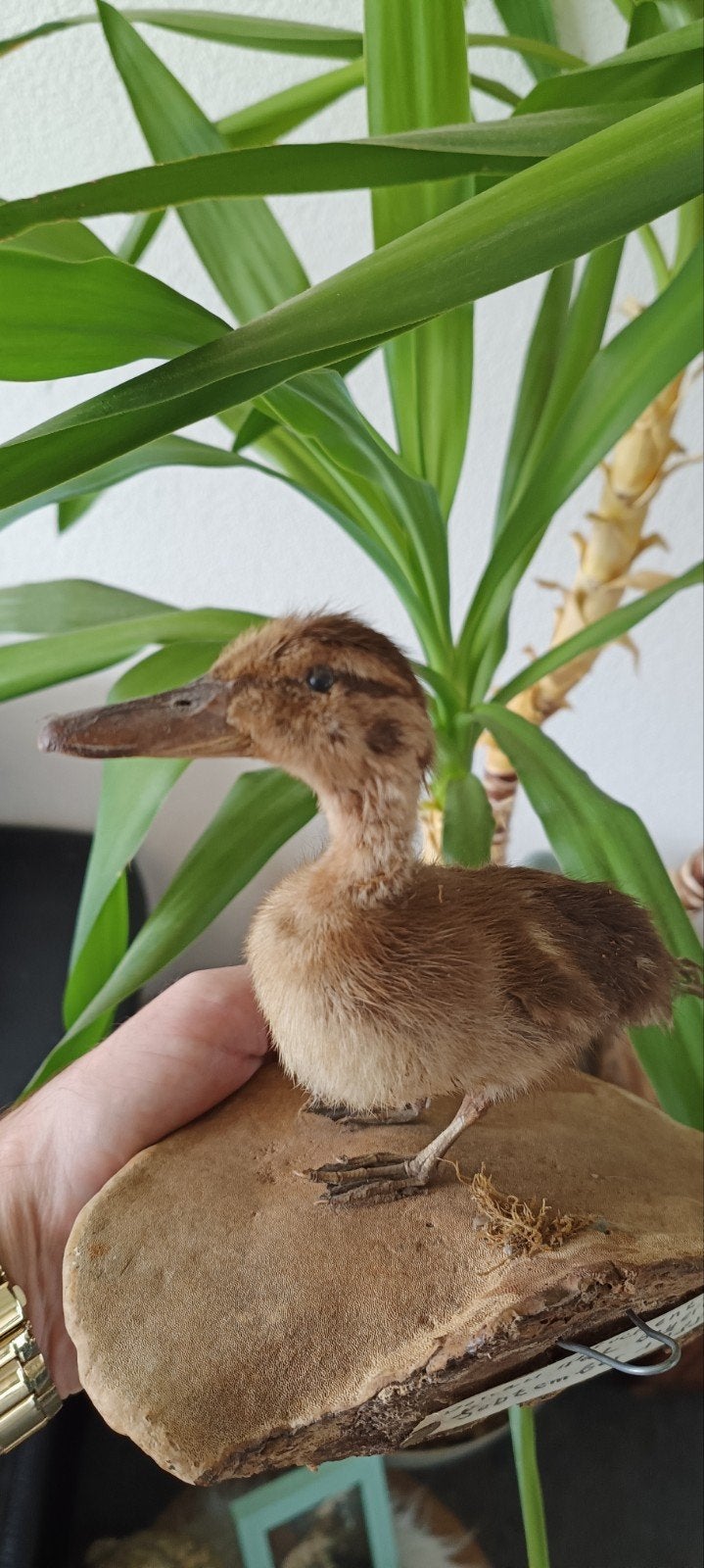 taxidermie montée, jeune canard, Enlèvement ou Envoi, Oiseaux