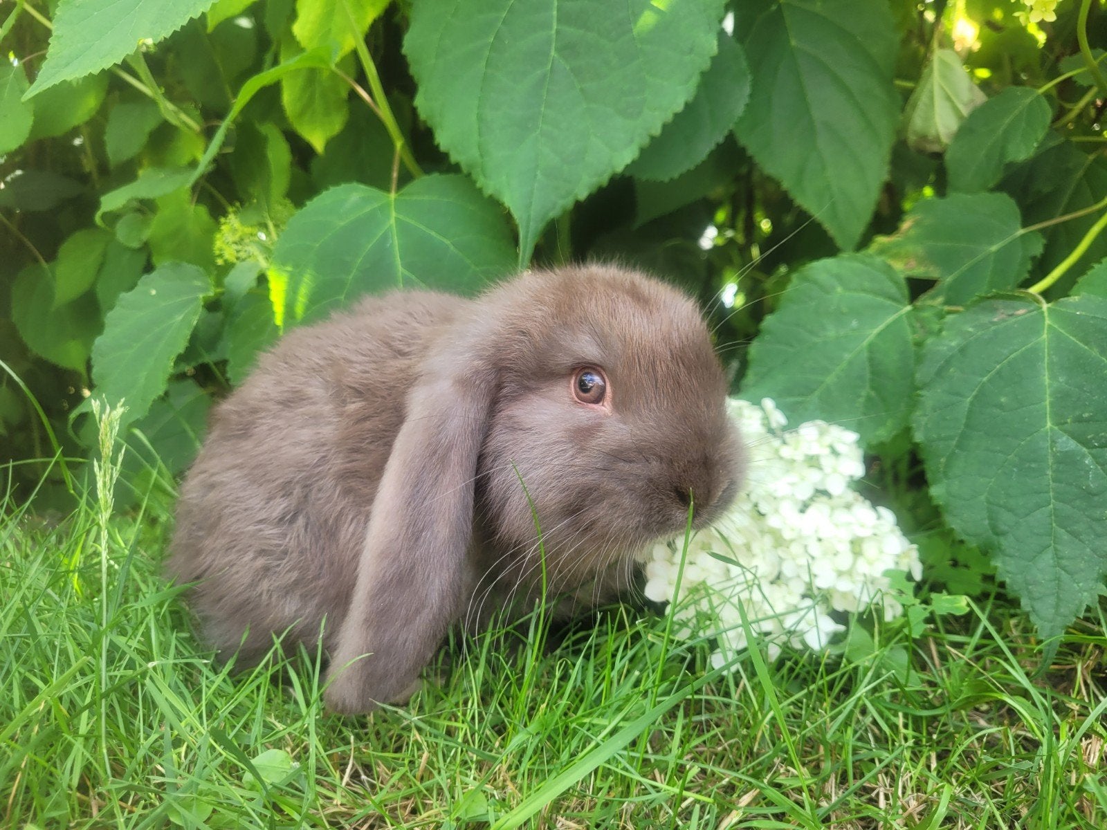 Prachtige hangoren, Dieren en Toebehoren, Konijnen
