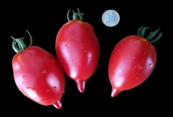 5 graines de tomate Tarasenko's legend - culture biologique, Envoi, Printemps, Graine