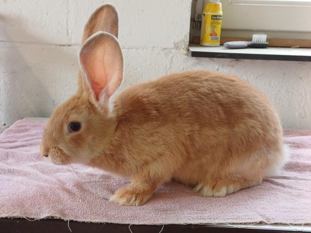 Gele Vlaamse reus, Dieren en Toebehoren, Konijnen, Mannelijk, Groot, 0 tot 2 jaar
