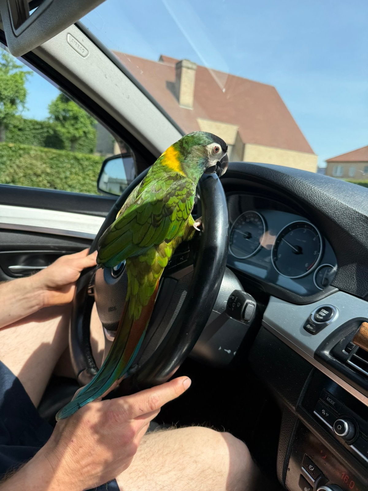 Geelnek ara, Dieren en Toebehoren, Vogels | Parkieten en Papegaaien, Vrouwelijk, Papegaai, Pratend