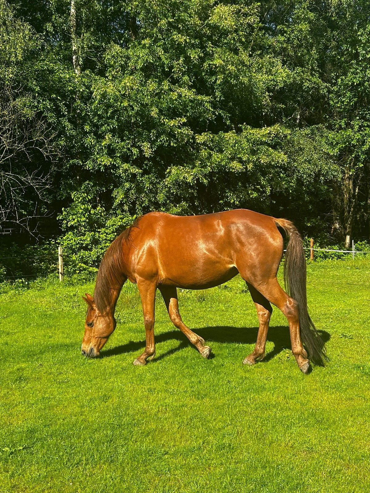 Merrie te koop, Dieren en Toebehoren, Merrie