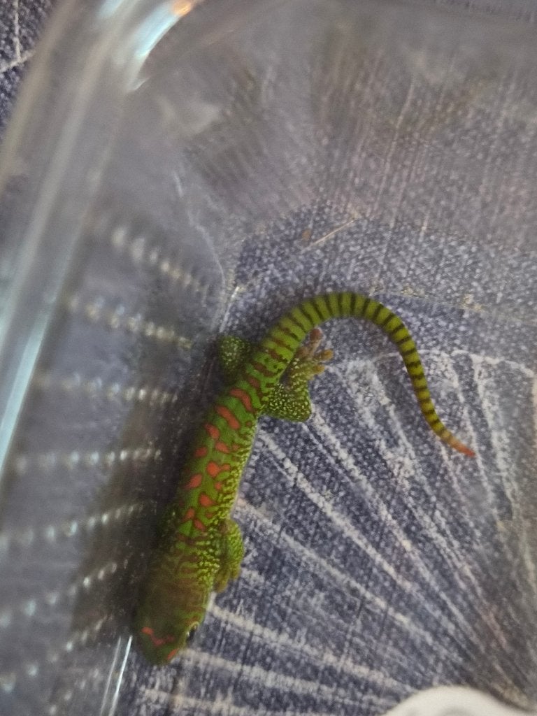 Grote dag gekko, Dieren en Toebehoren, 0 tot 2 jaar