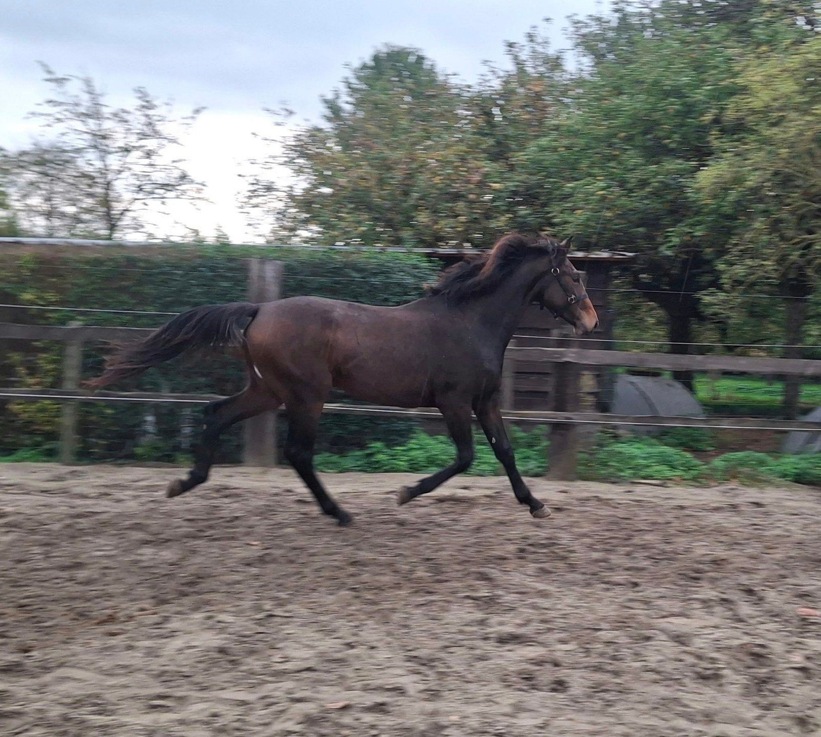 Enfant de 2 ans de la tribu des Padenborre, Animaux & Accessoires
