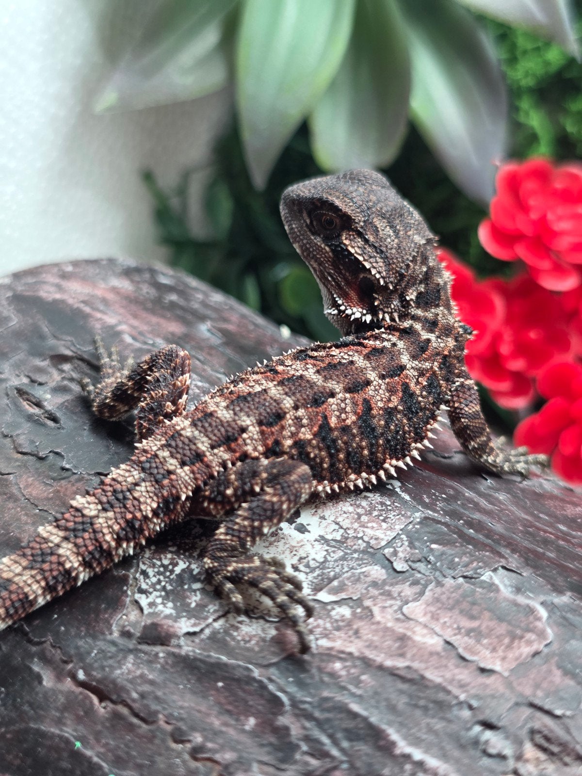100% dark red monster, het hypo man
  Red Monster, het, Dieren en Toebehoren, Reptielen en Amfibieën