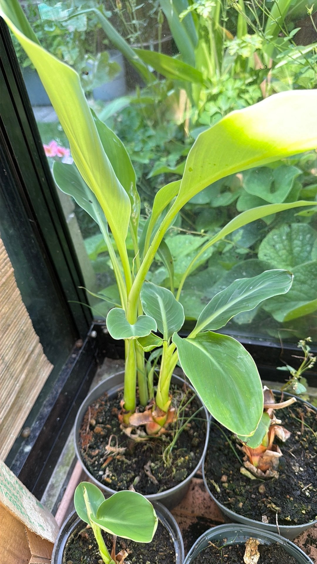 Lotusbanaan, Ophalen