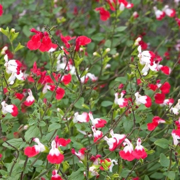Salvia Hot Lips, Tuin en Terras, Ophalen, Vaste plant