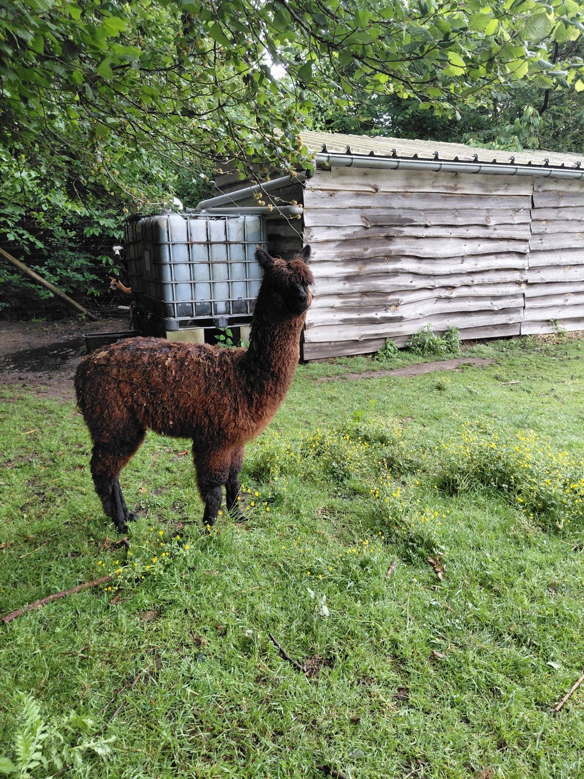 Prachtig alpaca merrie veulen, Dieren en Toebehoren, September, Vrouwelijk