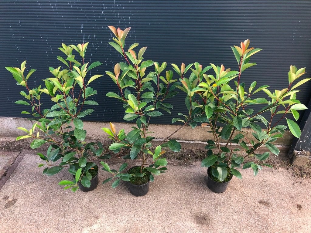 Photinia red robin, Ophalen, Haag, Minder dan 100 cm