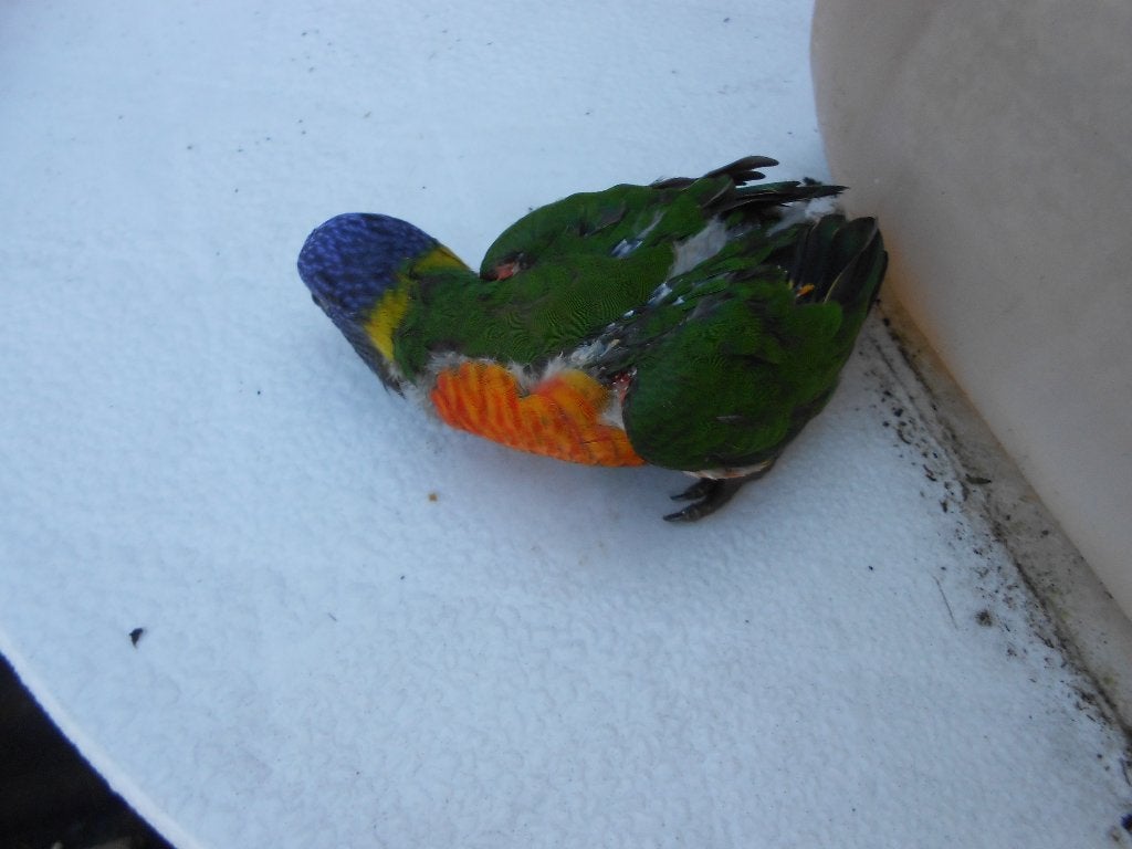 JONGE FLORI VOOR EEN TEAM, Dieren en Toebehoren, Parkiet
