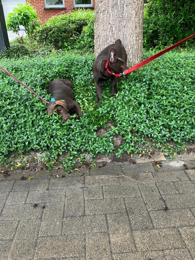labrador pups, beide ouders zijn hier aanwezig, Dieren en Toebehoren, Honden | Retrievers, Spaniëls en Waterhonden, België, Parvo
