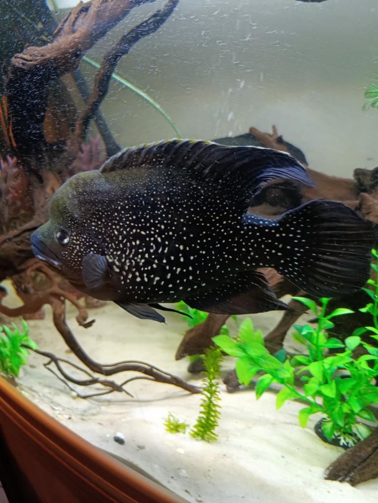 Paratilapia polleni garçon