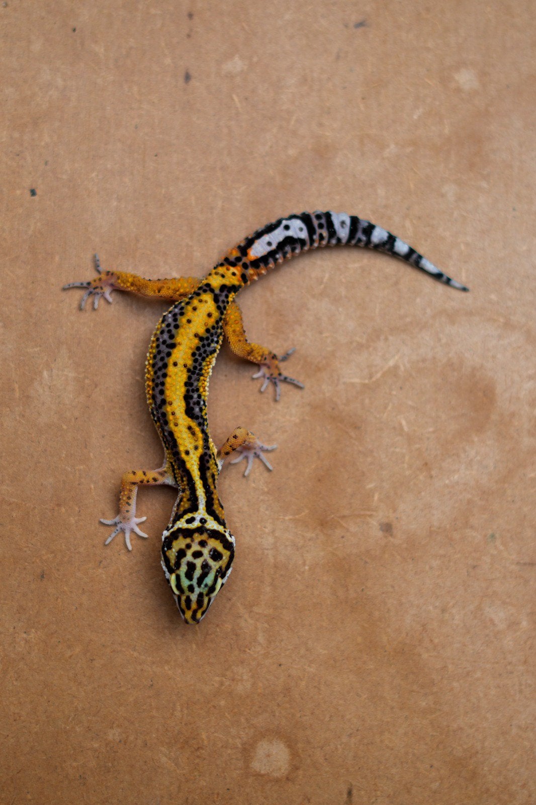 Jonge luipaardgekko, Dieren en Toebehoren, Reptielen en Amfibieën, Hagedis, 0 tot 2 jaar