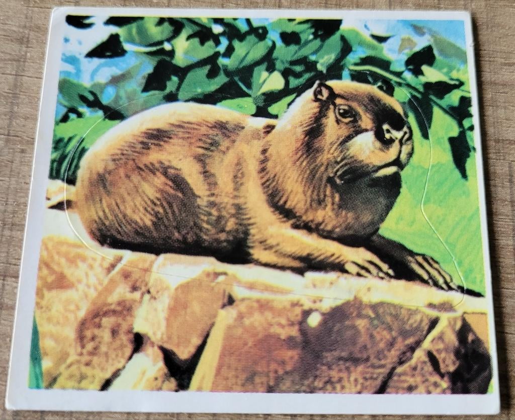 Oude Panini sticker reeks Super Zoo, Verzamelen, Ophalen of Verzenden, Zo goed als nieuw, Dier en Natuur
