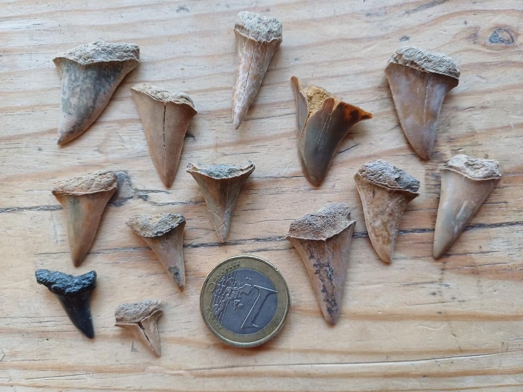 Lot de dents de requin Rumst, Enlèvement ou Envoi, Fossile