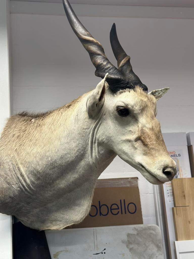 Eland antilope opgezette kop, Ophalen