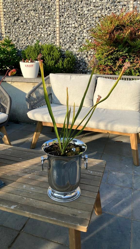 Sarracenia trompetbekerplant, Tuin en Terras, Ophalen, Volle zon, Vaste plant, Zomer