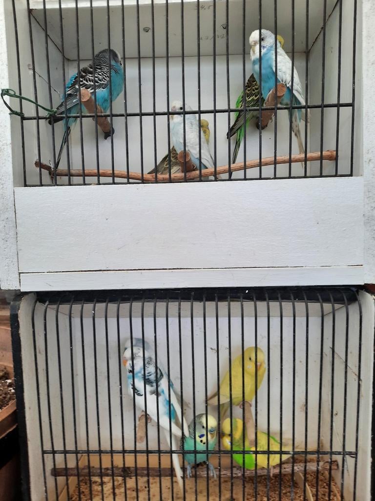 GRASPARKIETEN  & Zebravinken - Interesse? 0479.384258, Dieren en Toebehoren, Vogels | Parkieten en Papegaaien, Parkiet