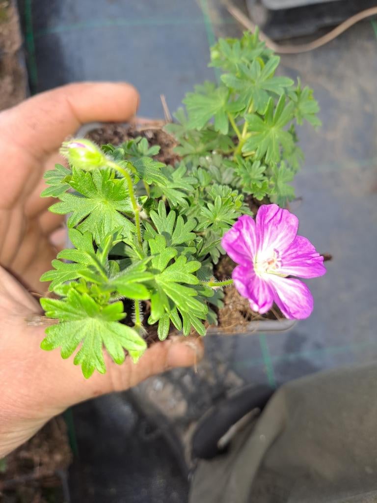 Geranium 'Max frei', Ophalen
