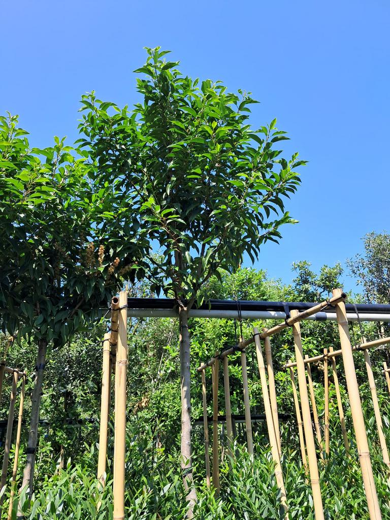 Prunus lusitanica 'Angustifolia'. Leiboom met bamboescherm