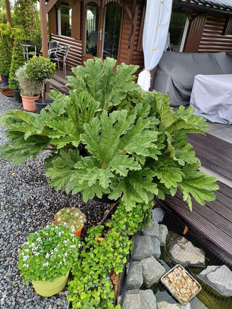 Gunnera, Tuin en Terras, Ophalen, In pot
