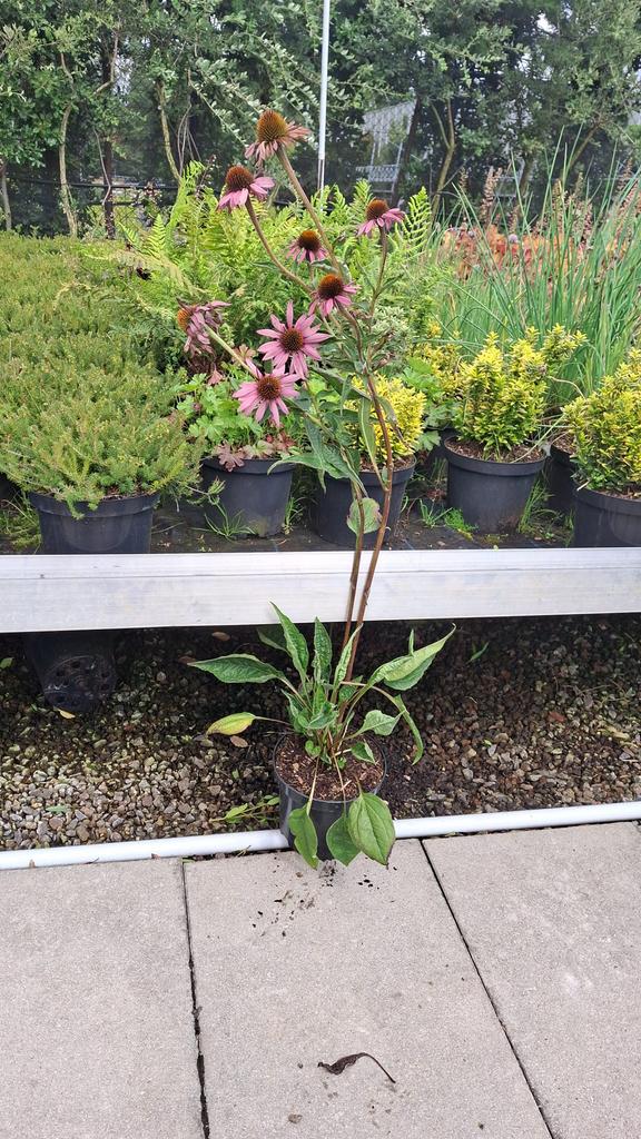 Echinacea purpurea 'Magnus'. Vaste Plant, Tuin en Terras, Ophalen, Vaste plant