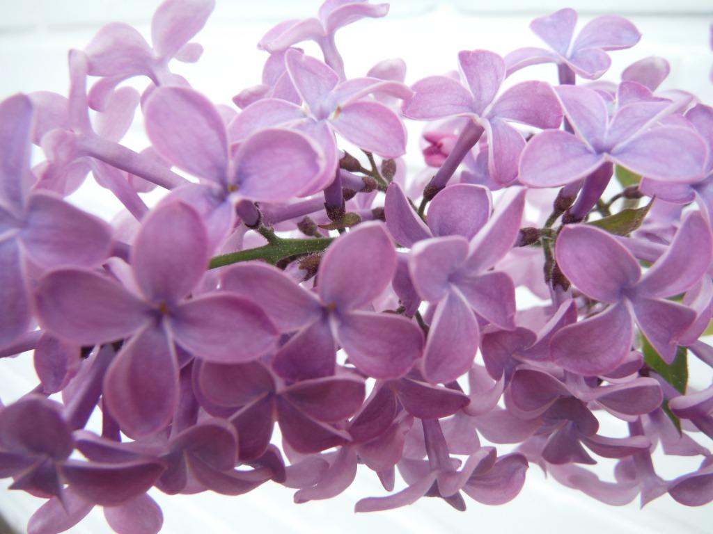Seringenboompje, toen  het bloeide, in pot, Ophalen, Lente, In pot