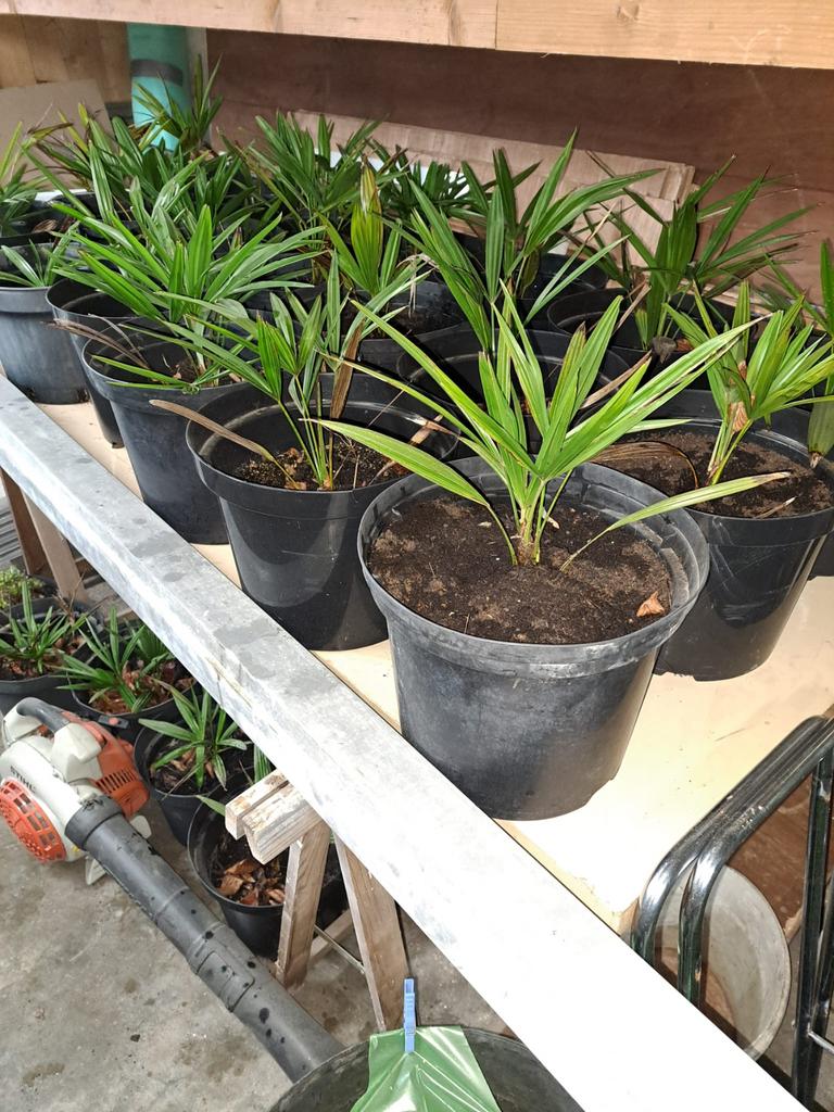 super leuke palm boompjes, Ophalen