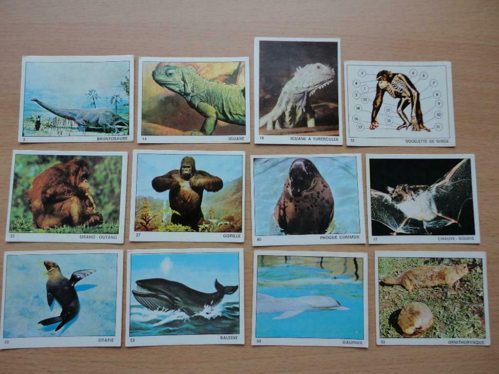 71 images stickers panini monde des animaux 1970, Collections, Enlèvement ou Envoi