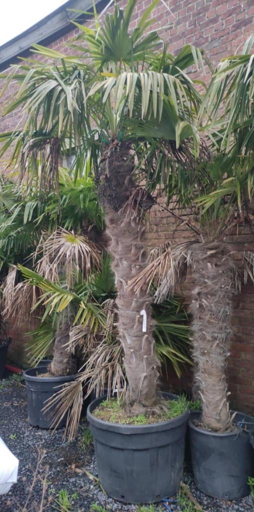 Winterharde palmbomen aan onklopbare prijzen, Tuin en Terras, Ophalen