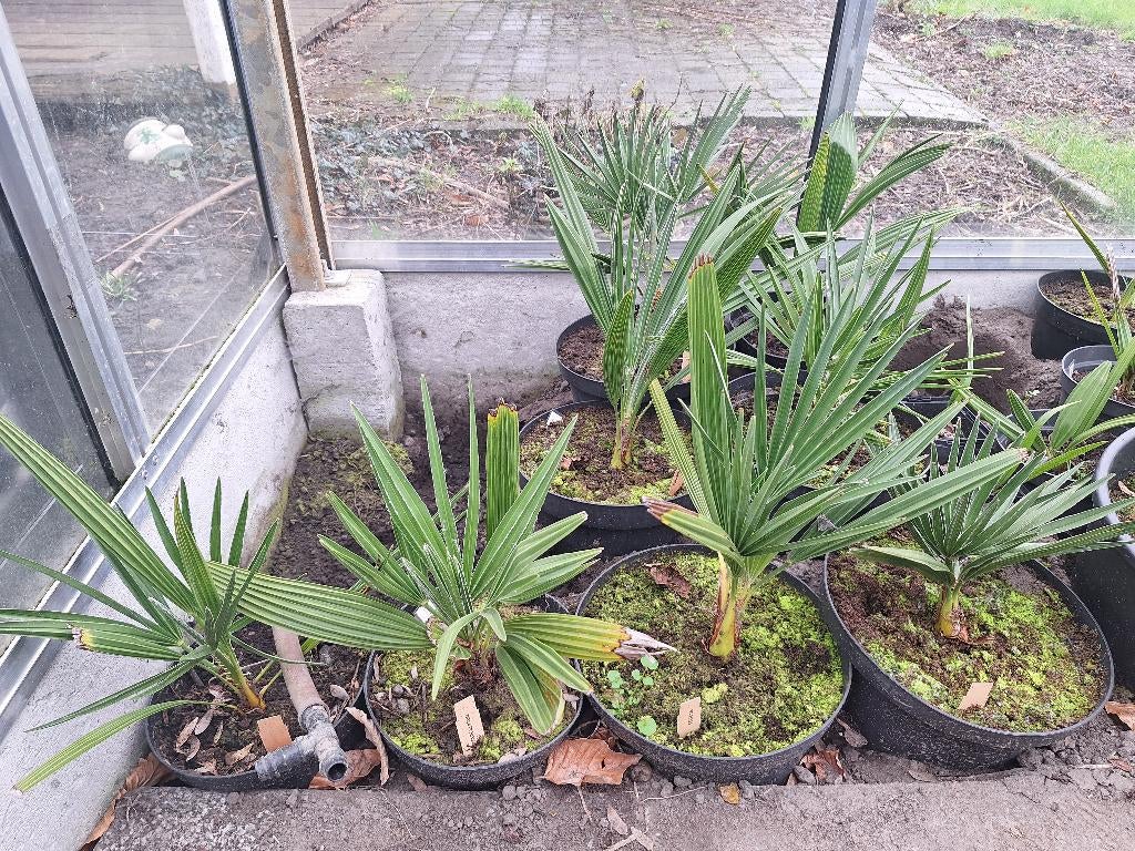 Chamarrops humulis palmbomen, Tuin en Terras, Planten | Bomen, Ophalen of Verzenden, Lente, Minder dan 100 cm, Palmboom