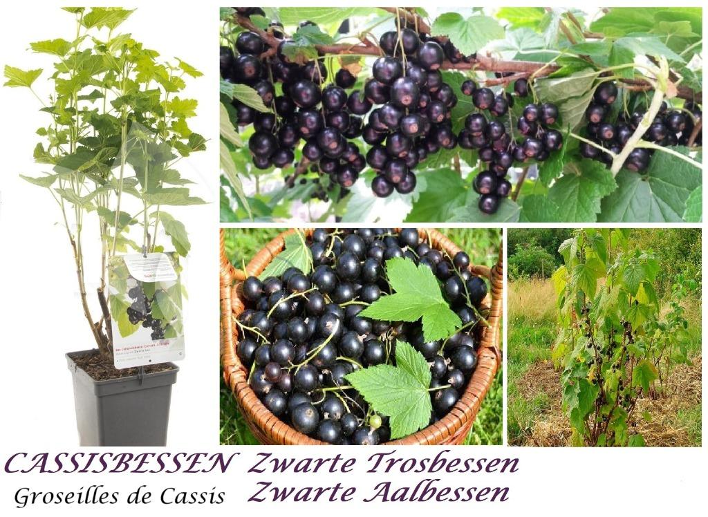 ARBUSTES DE GROSEILLES DE CASSIS, 80/100 cm, 5 pour 15€, Enlèvement ou Envoi, Printemps, Plante fixe, Plantes fruitières