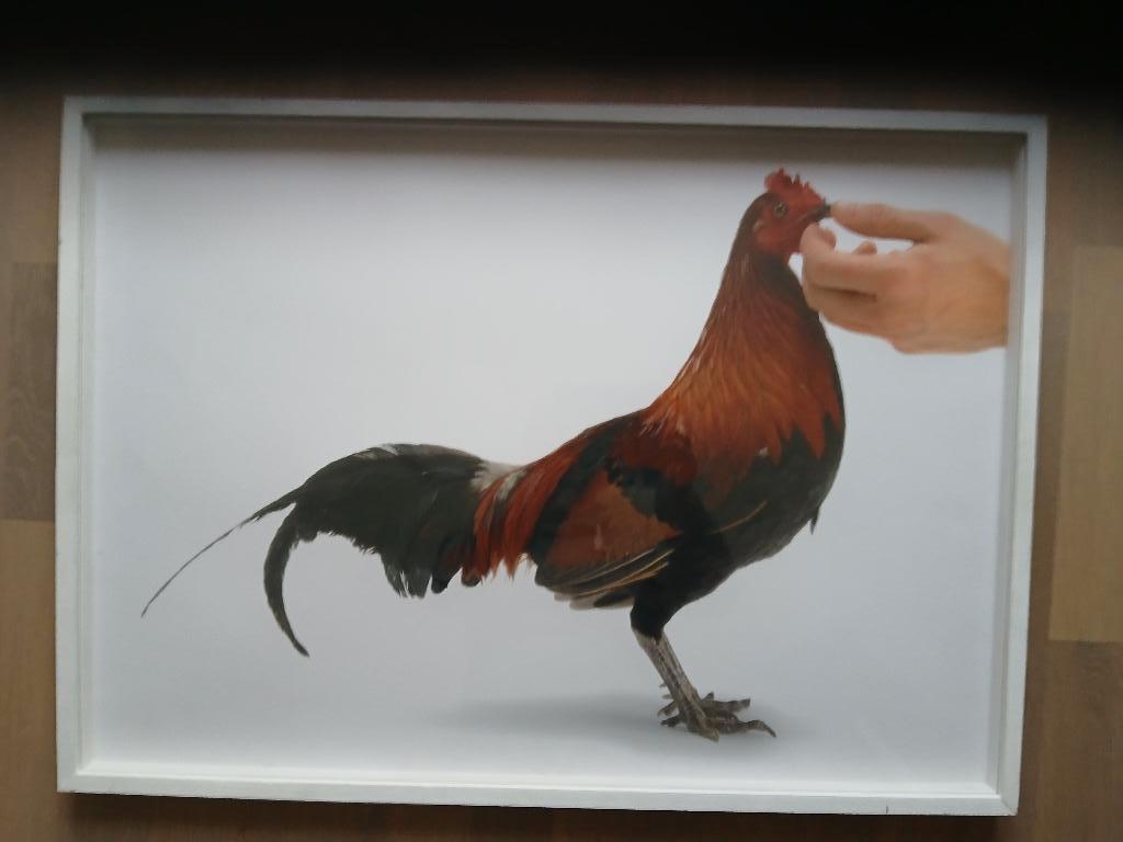 Koen vanmechelen, Ophalen