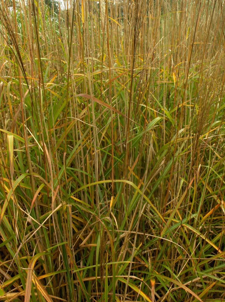 Siergras prachtriet Miscanthus August Feder, Ophalen, Volle zon, Vaste plant, Siergrassen