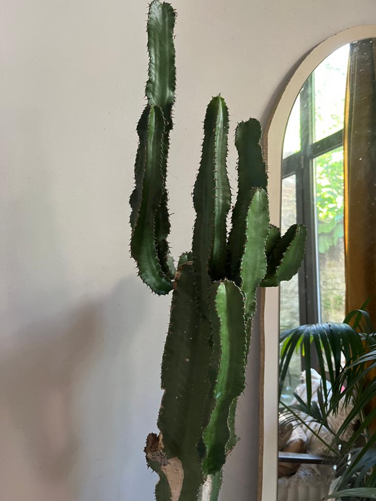 Cactus euphorbia, Enlèvement, Cactus