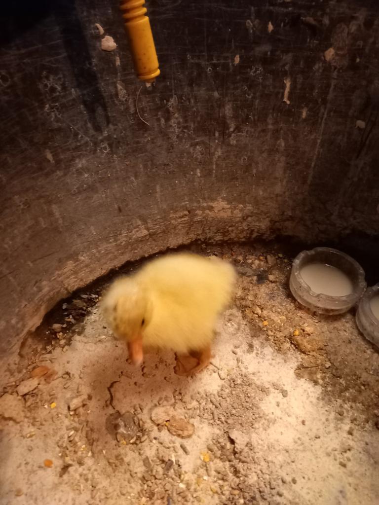 Ganzen kuiken, 2 dagen oud., Dieren en Toebehoren