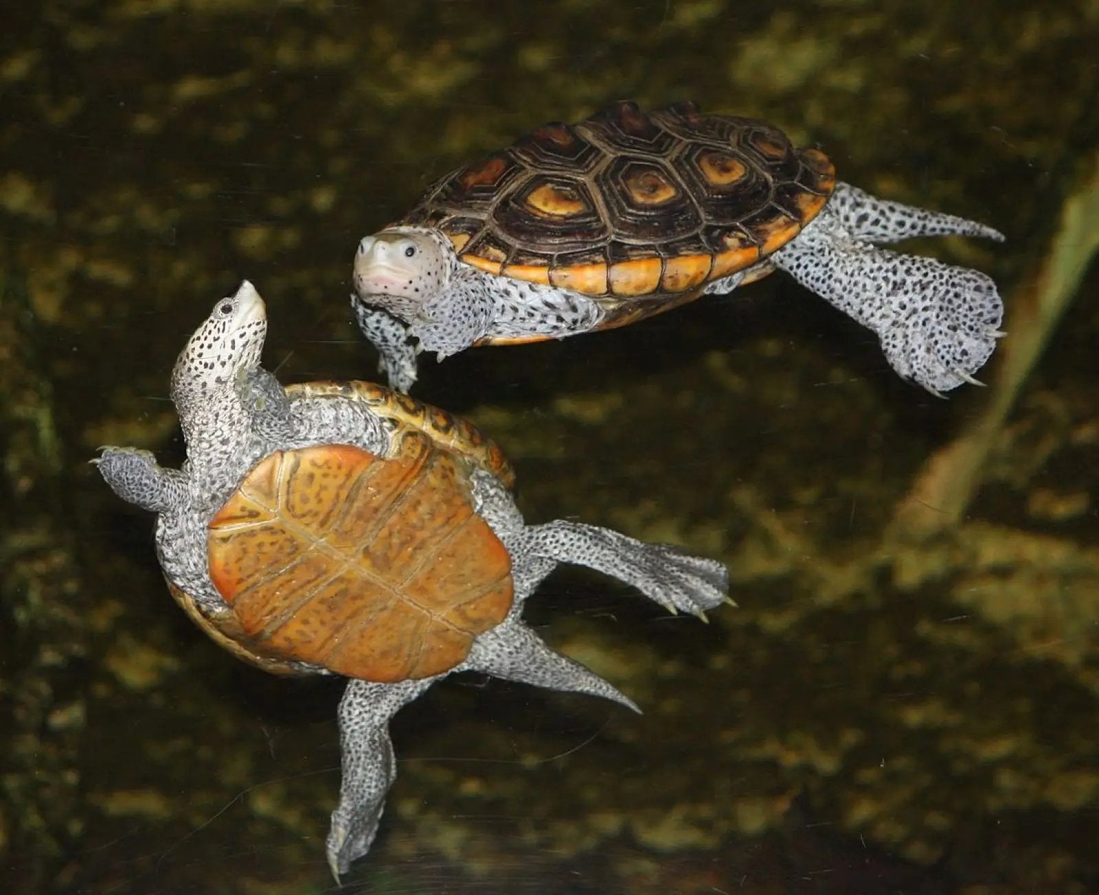 Gezocht! Diamantrugschildpad/diamondback terrapin, Dieren en Toebehoren, Overige typen, Zoetwatervis