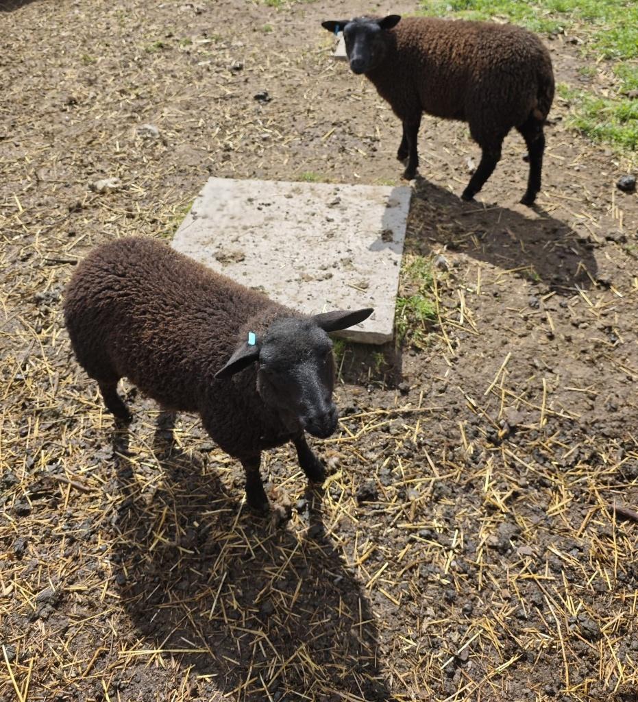 2 agnelles, Femelle, Mouton, 0 à 2 ans