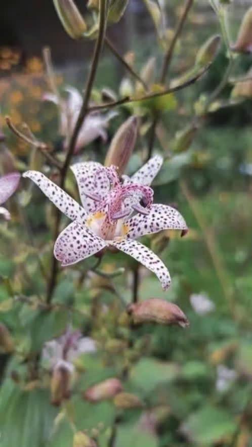 Paddenlelie / Tricyrtis, ,lees beschrijving, Tuin en Terras, Vaste plant, Halfschaduw, Zomer, Ophalen