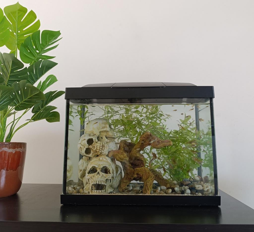 Aquarium + guppy's + deco + visnetje + eten, Dieren en Toebehoren, Ophalen