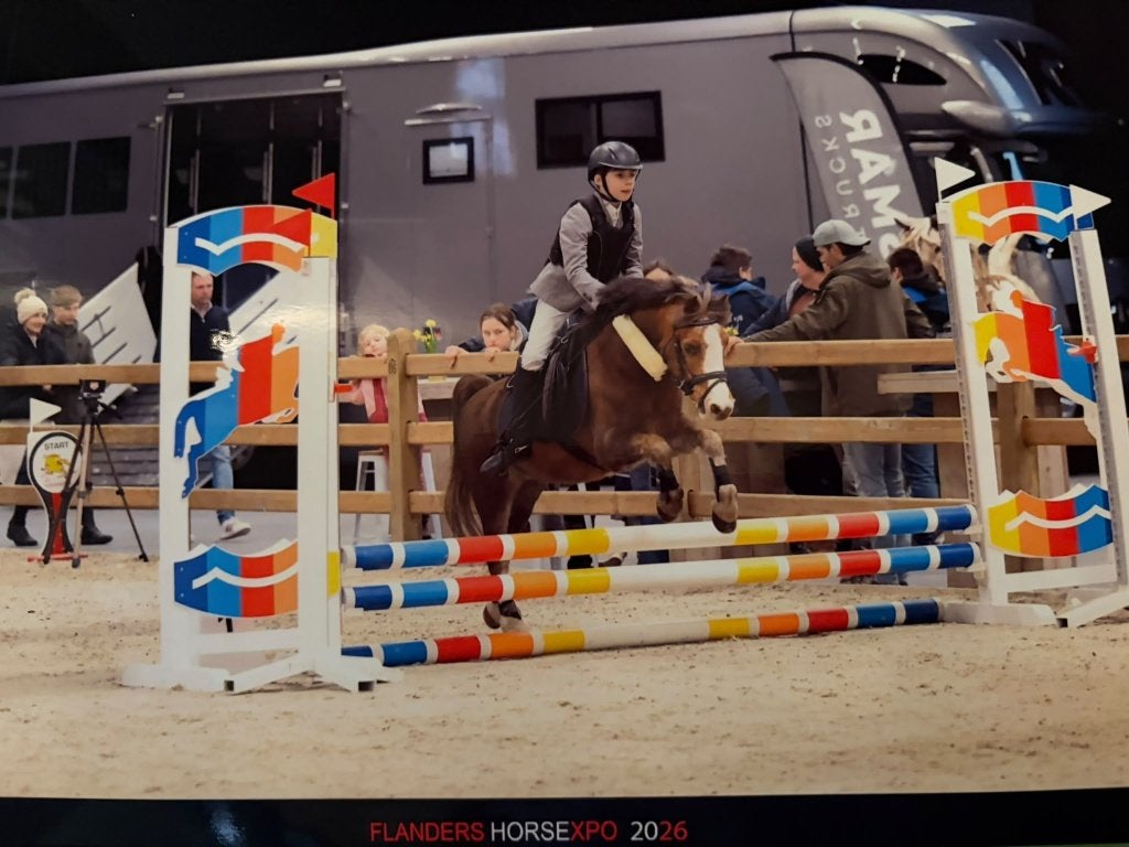 A-pony zoekt nieuwe thuis, Dieren en Toebehoren, Met stamboom, Ruin, Springpony, A pony (tot 1.17m)